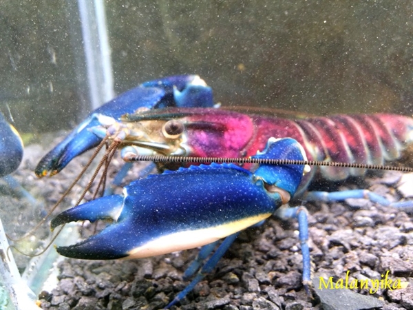 Malanyika. Cherax pulcher