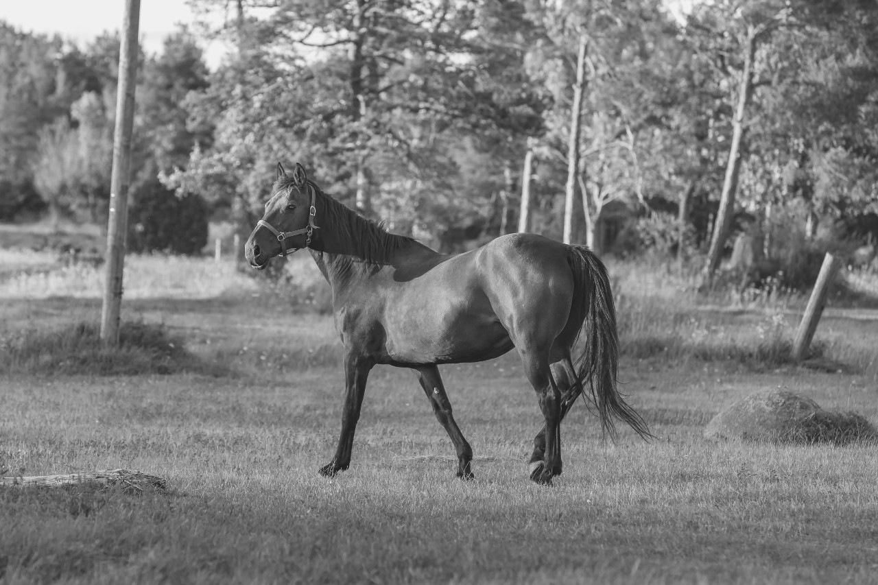 9 signs to look out for When is your horse getting old?