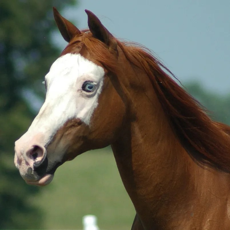 10 facts about a horse's ears and hearing Malgré Tout Media