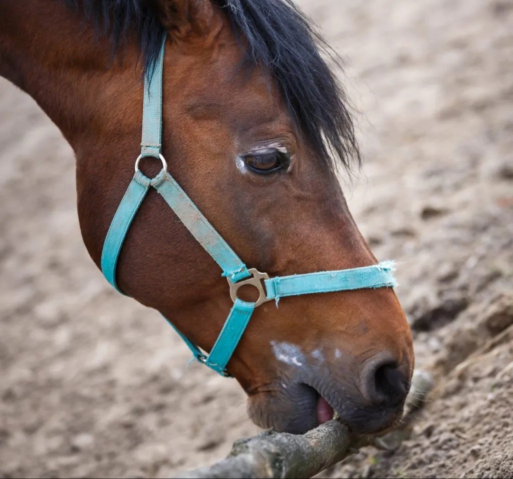 Veterinarian The horse smells like a dog and tastes like a human