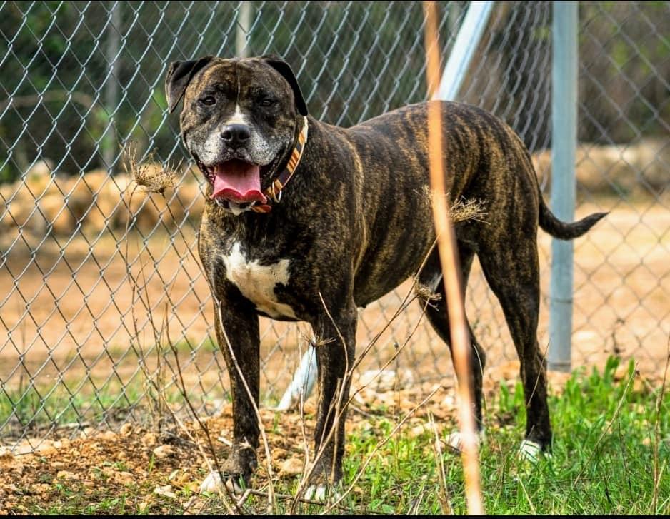 Hund aus Tierheim auf Mallorca gestohlen