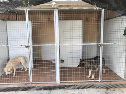 Mangelhafte Pflege der an Leishmaniose erkrankten Hunde