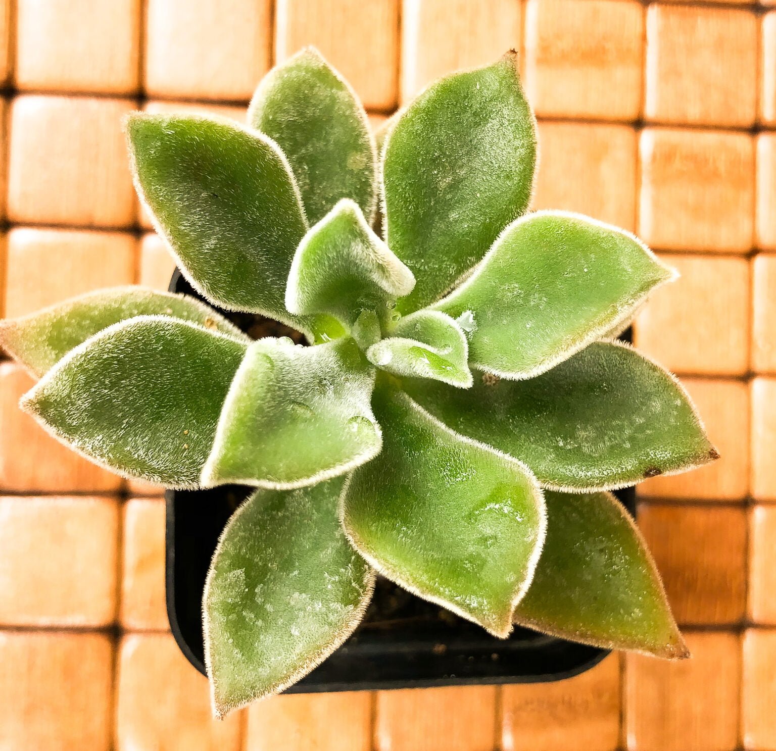 Succulent Echeveria green velvet Shop Malnad and
