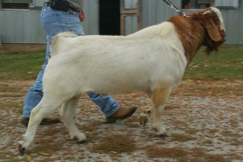 Malone Show Goats Okmulgee, OK 74447