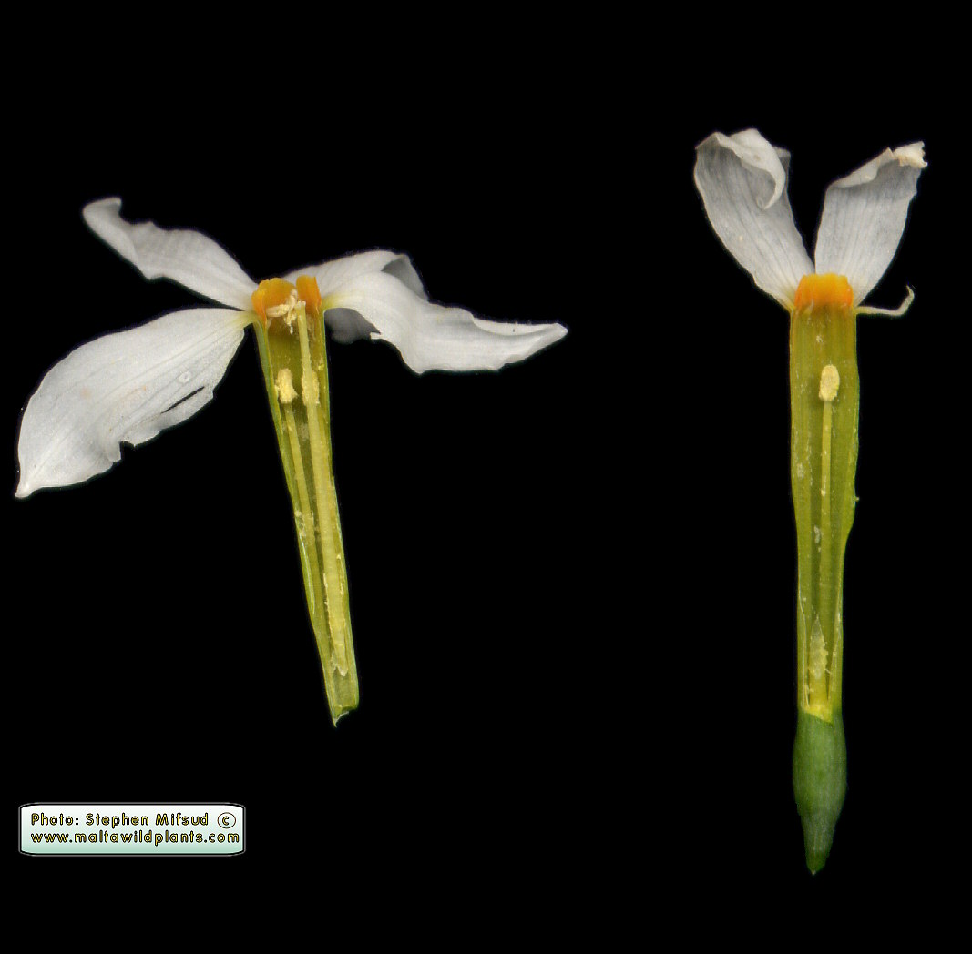 Narcissus deficiens (Tripartedcrown late Narcissus) MaltaWildPlants