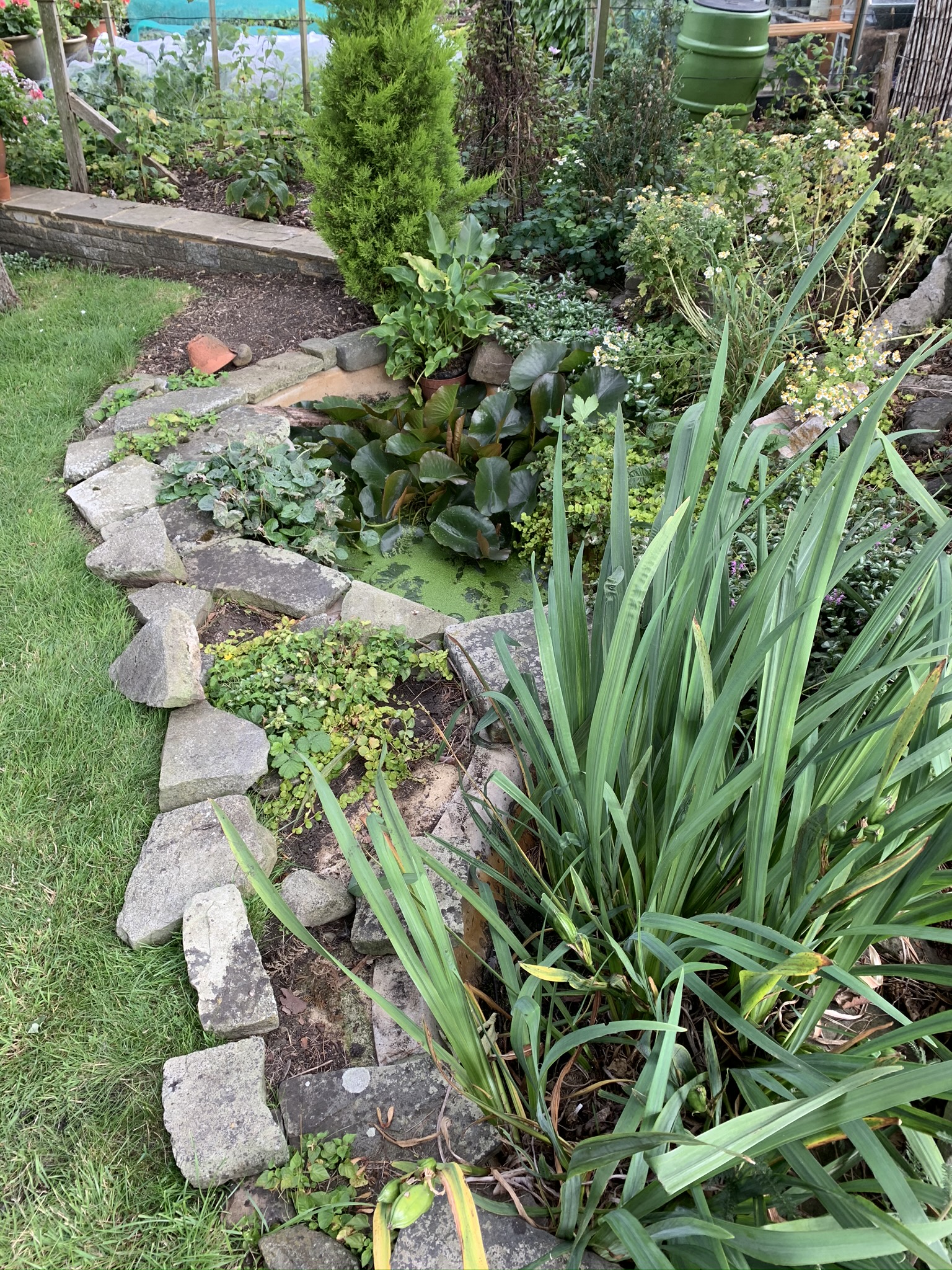 Wildlife Pond Hitchin Maltby Aquatics Pond & Aquarium Design and