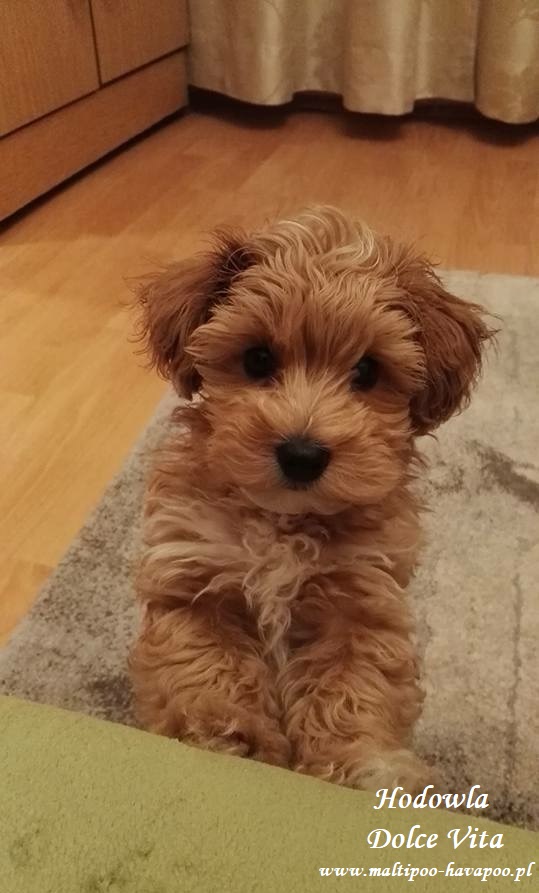 Maltipoo Hodowla Maltipoo Havapoo Dolce Vita