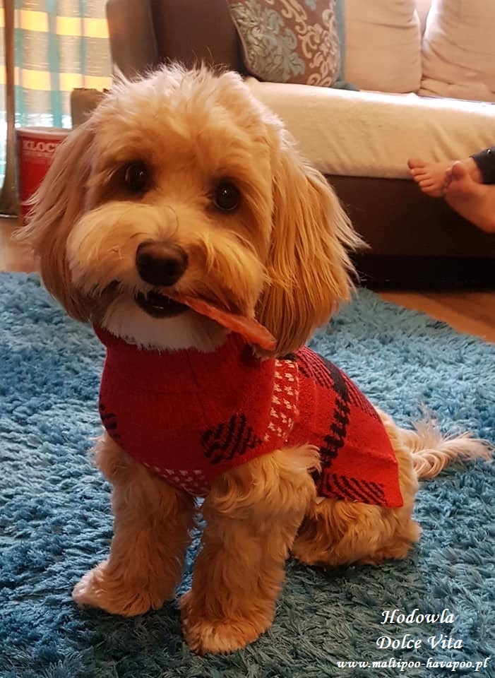 Maltipoo Hodowla Maltipoo Havapoo Dolce Vita