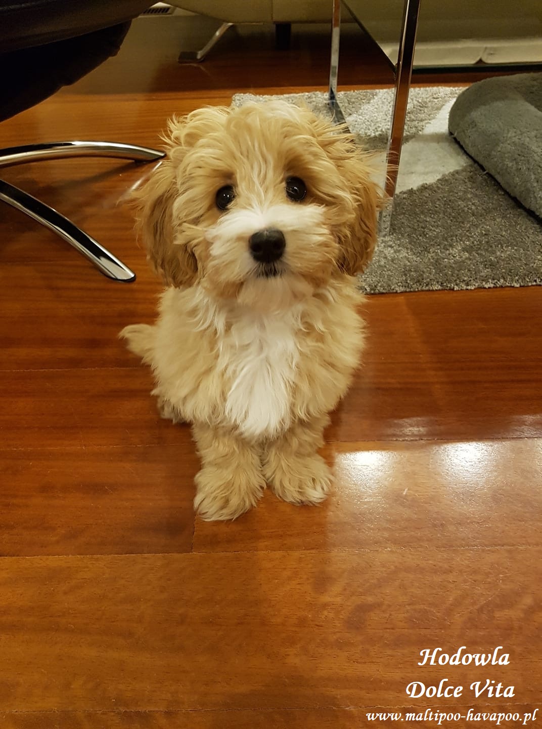 Maltipoo Hodowla Maltipoo Havapoo Dolce Vita
