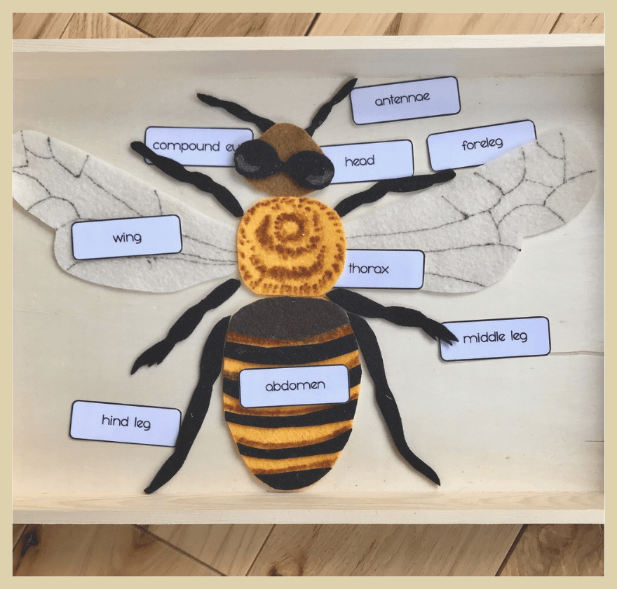 Montessori Inspired Insect Activities for Kids with Printables