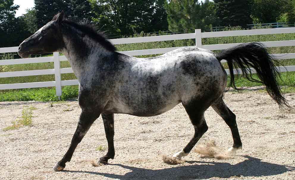 Colorado Ranger Horse Profile, Facts, Traits, Size, Care, Diet Mammal Age