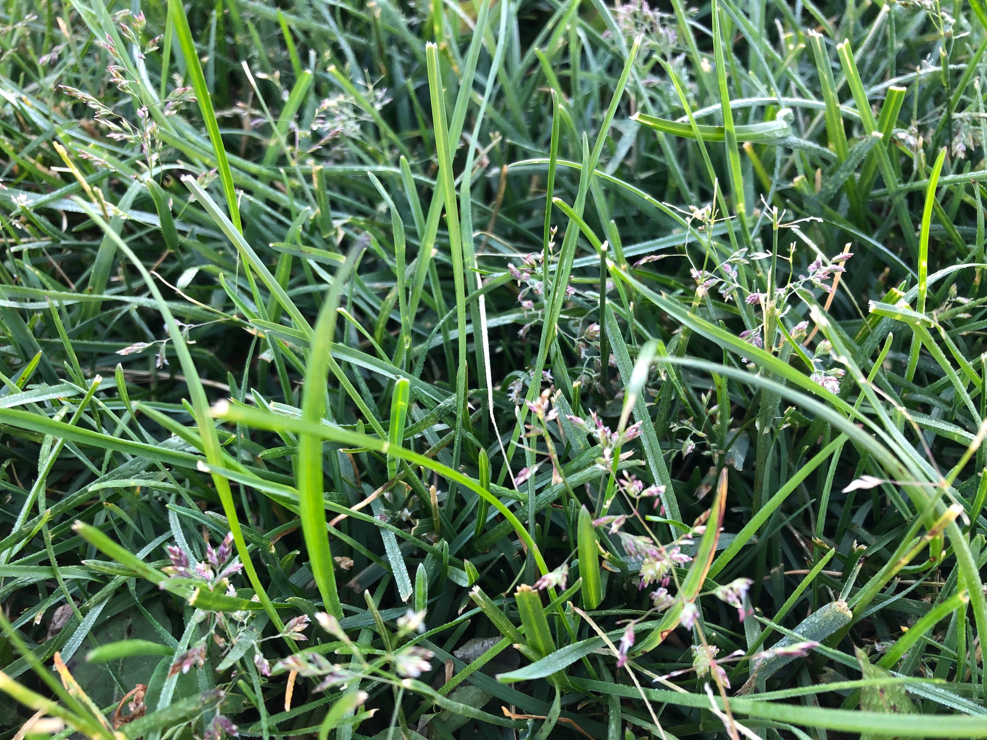 Is my lawn full of weeds? What you need to know about grass seedheads