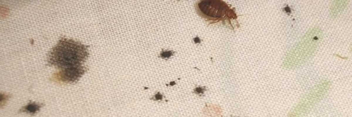 How Do I Know if I Have Bed Bugs? 7 Signs of Bed Bugs