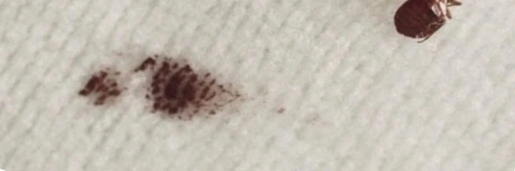 How Do I Know if I Have Bed Bugs? 7 Signs of Bed Bugs
