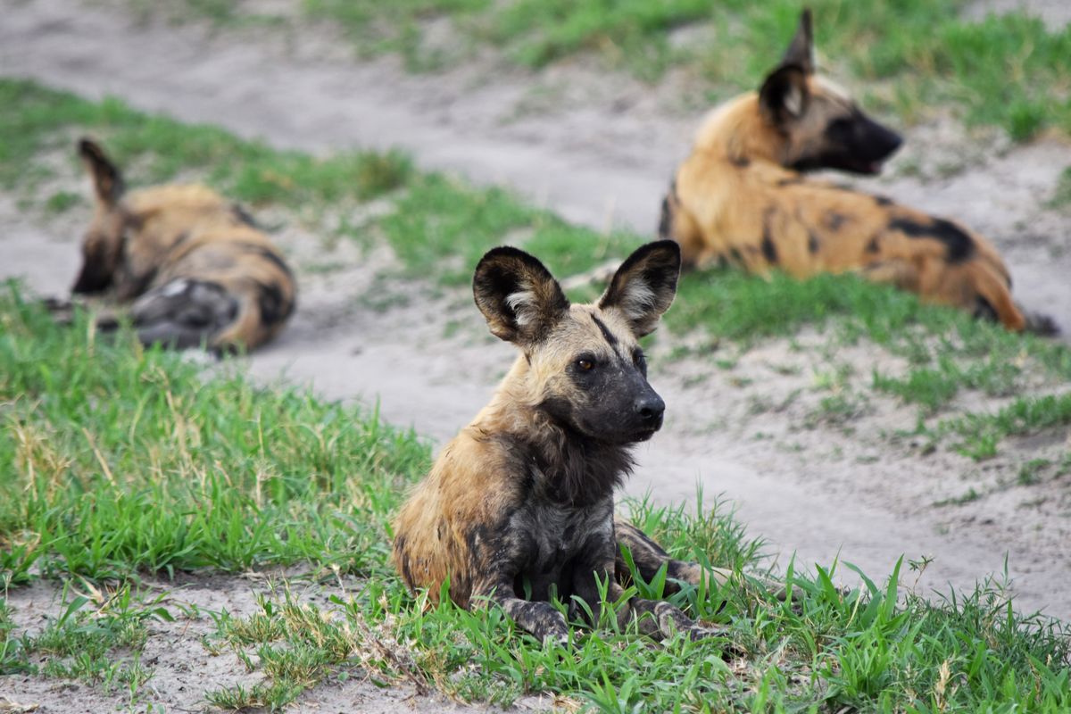 Projects we love Painted Dog Research Trust Mango African Safaris