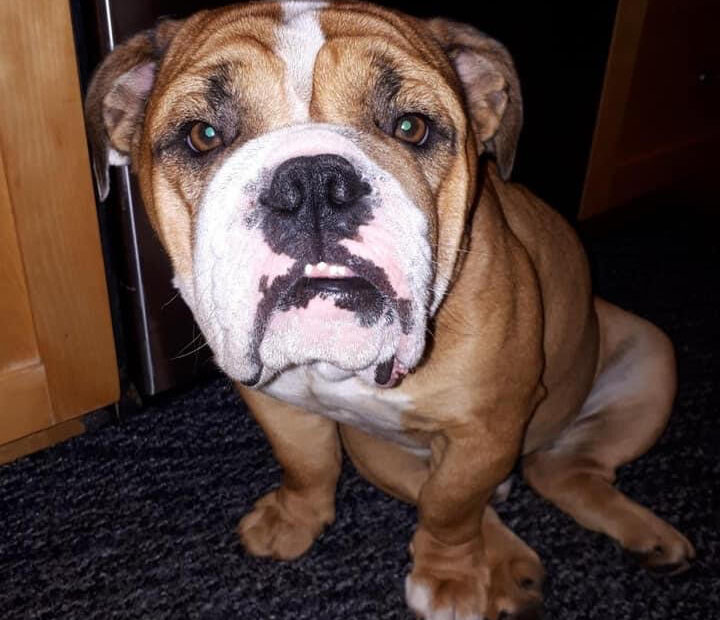 Testimonials Mango Dogs Dog Training Halifax HRM Nova Scotia