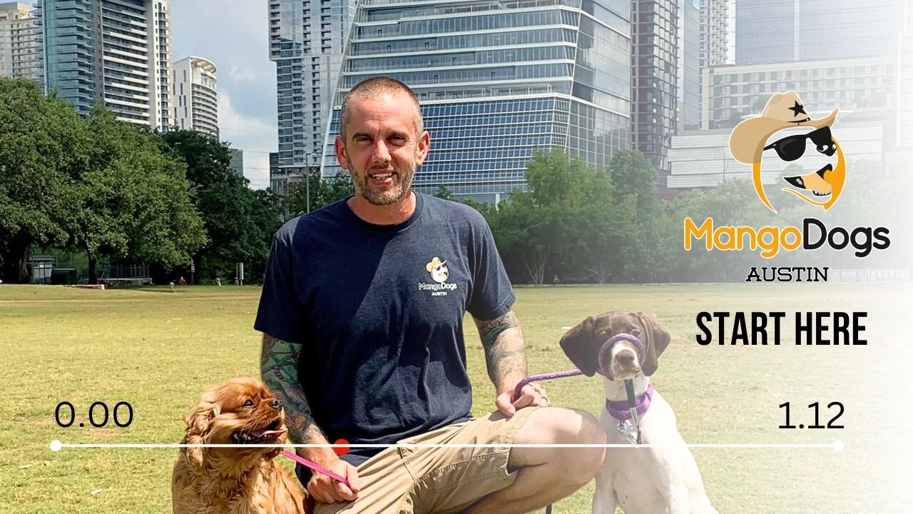 Austins Reactive and Aggressive Dog Specialists