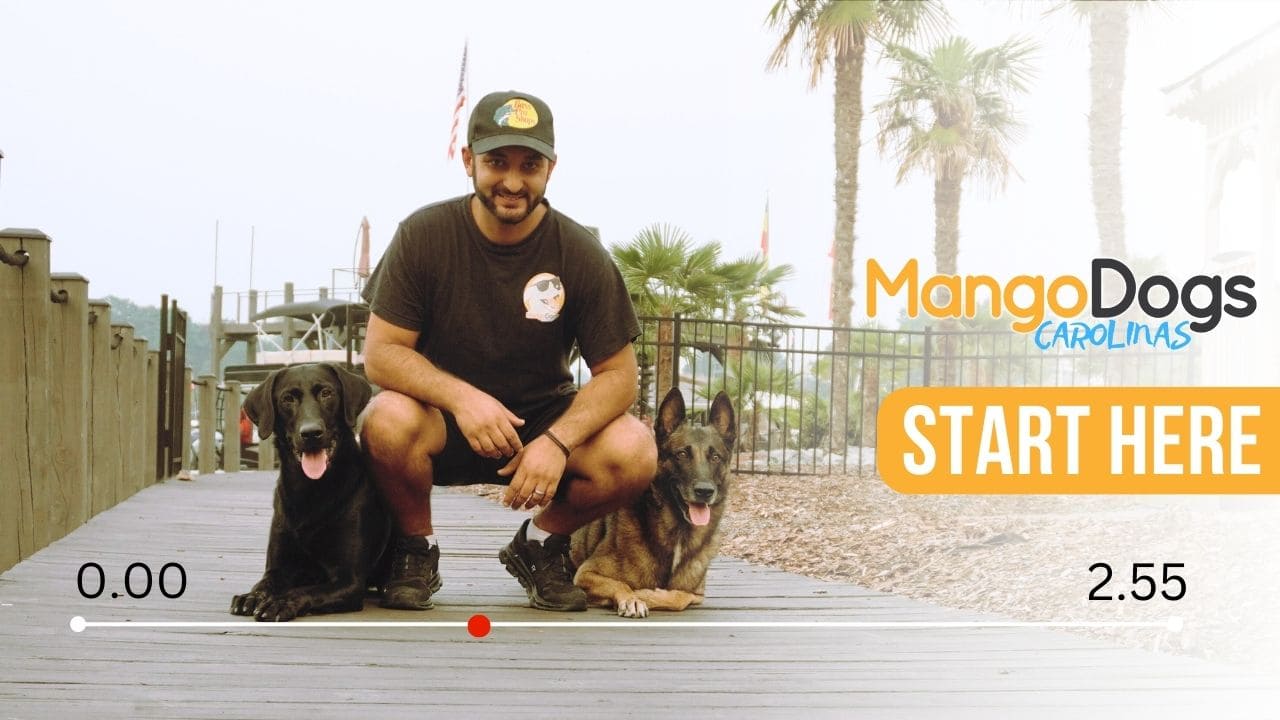 Reactive and Aggressive Dog Training near me Charlotte NC