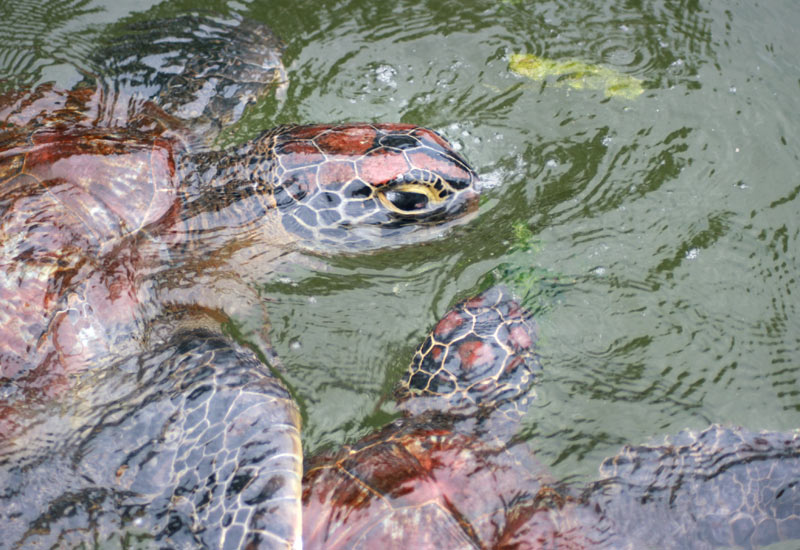 Turtle aquarium in Nungwi and Kendwa Beach Mangrove