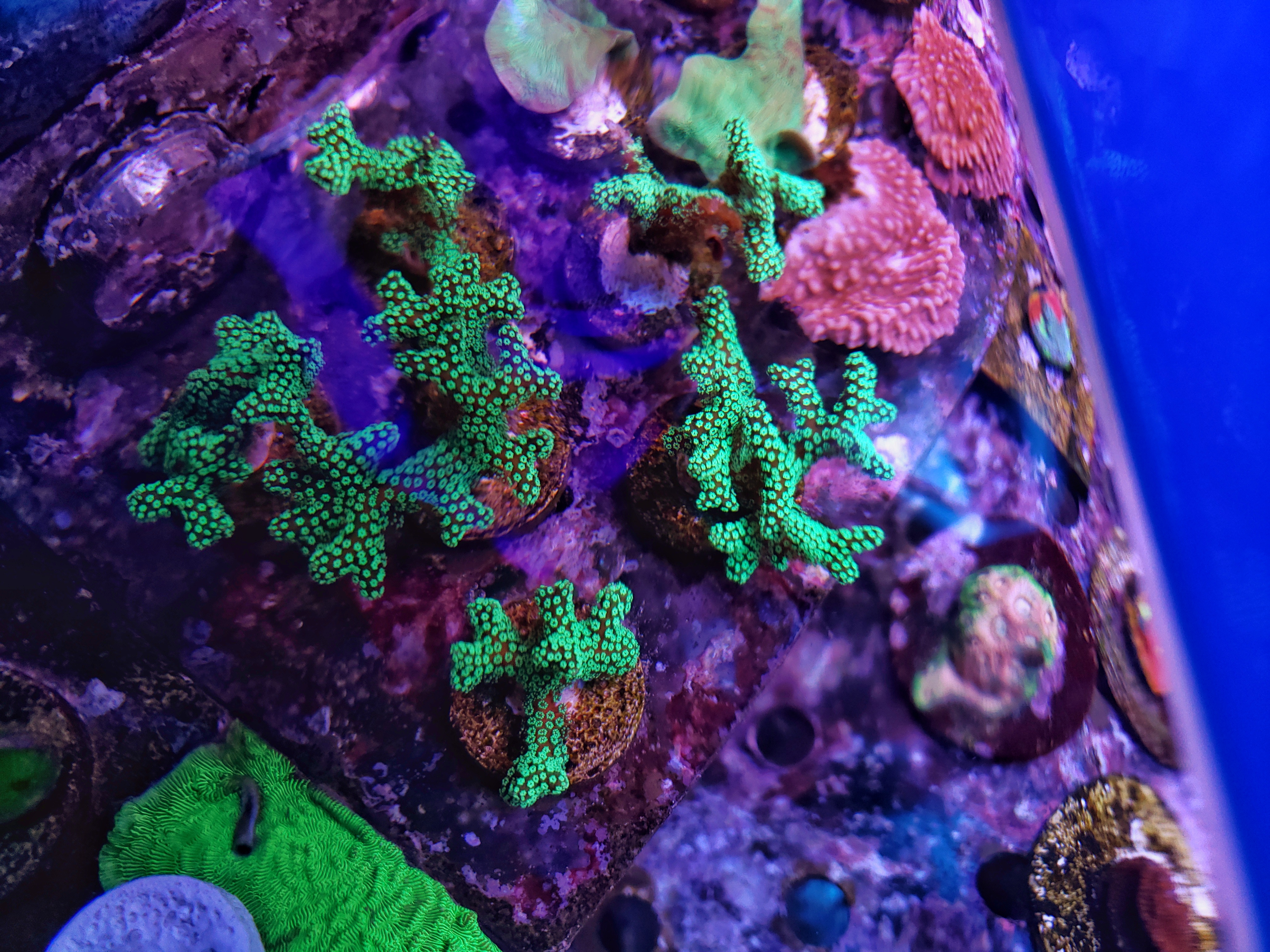 Coral Frags for sale or trade