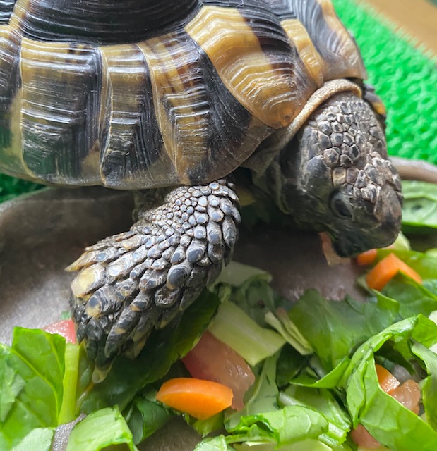 【リクガメの餌】 餌の与え方・量・回数の目安は？【2020年版】 まゆみん解説 亀の飼育 大辞典道場
