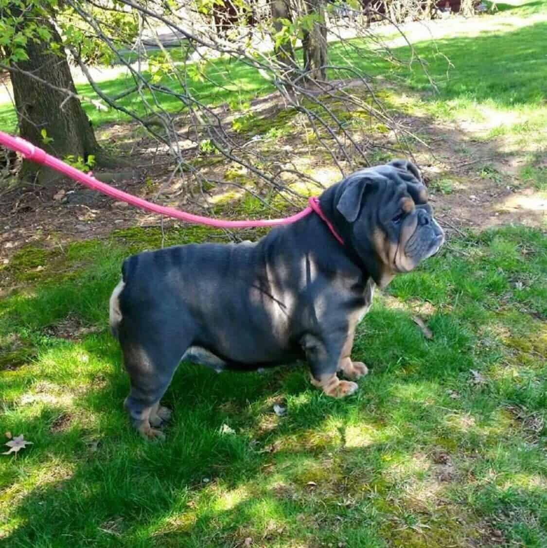 Rare English Bulldog Puppies Manmade Kennels XL Pit Bulls