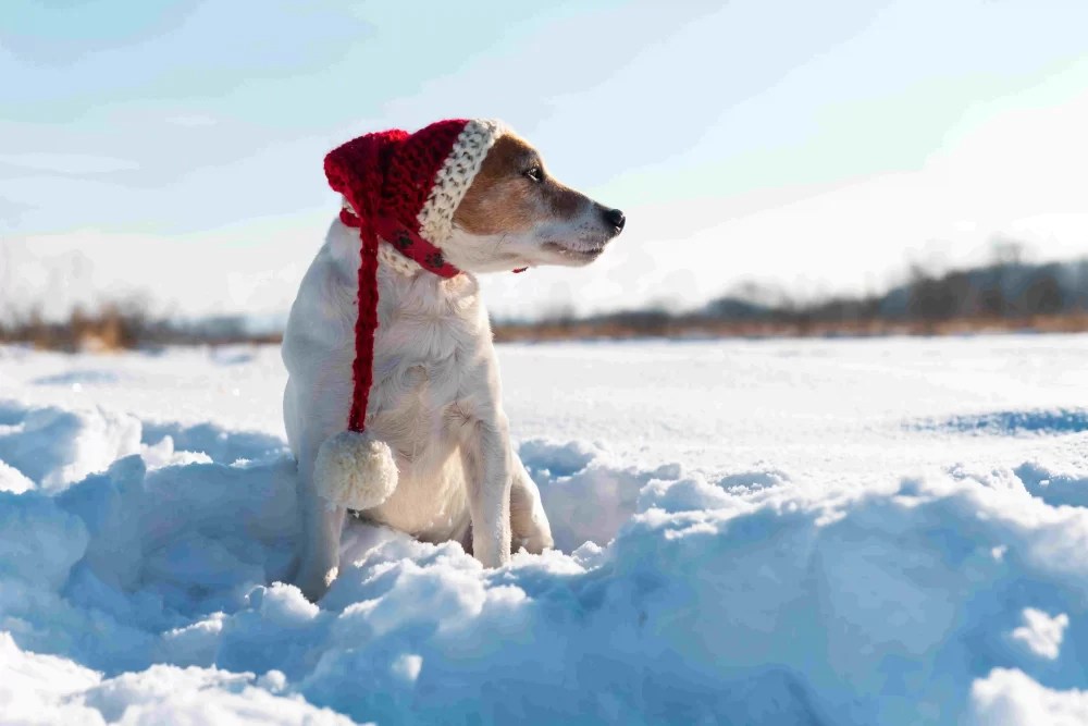 Keep Your Dog Warm in Winter With These Expert Tips.