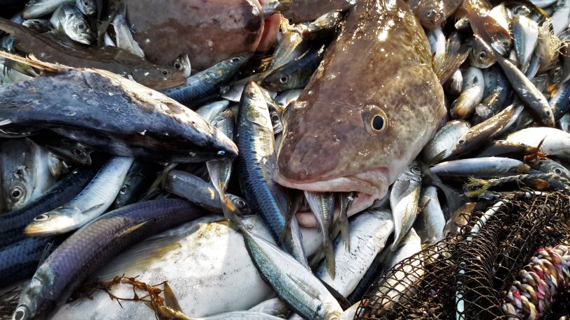 They eat a lot of fish in Japan Manna From Devon Cooking