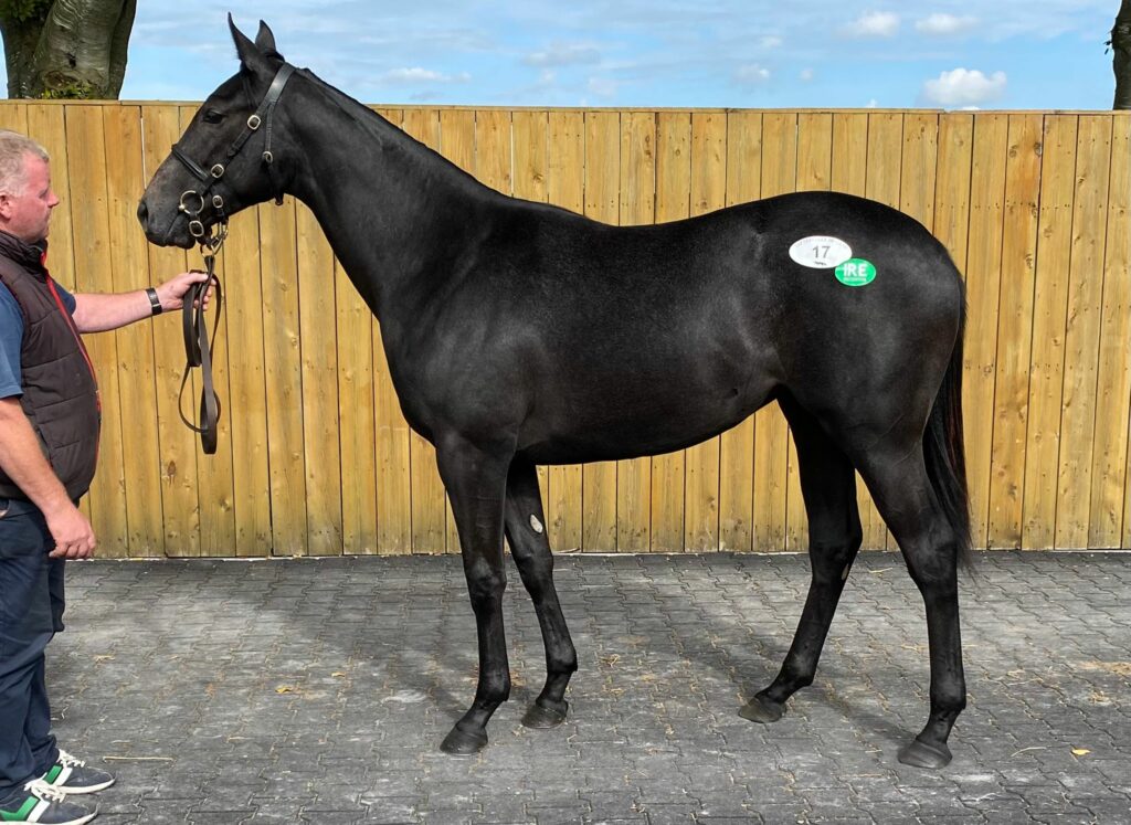 Horses for Sale Manor House Stables
