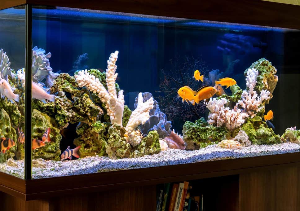 6 Tips for Setting Up a New Fish Tank