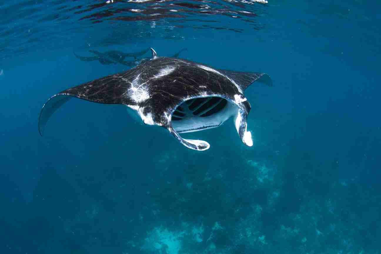 The Advantages of an Enriched Air Nitrox Diver Manta Rhei