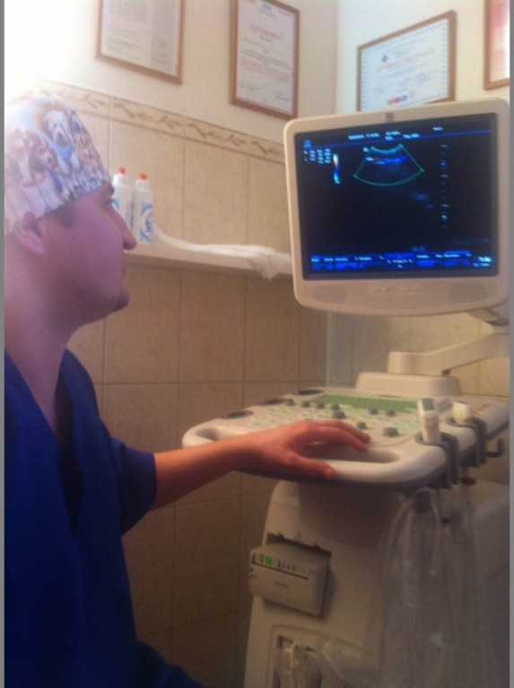 УЗИ диагностика животных кошек, собак ветеринарная клиника Манул