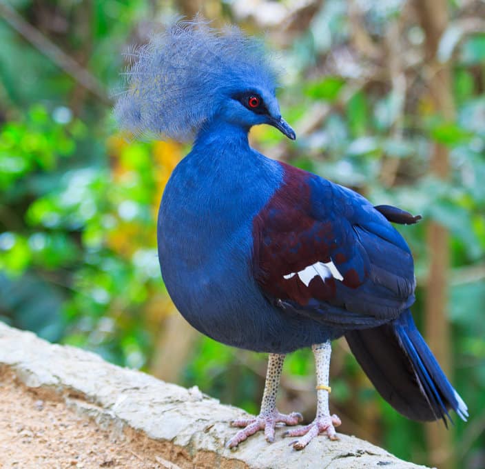 Top 15 des plus beaux oiseaux du monde