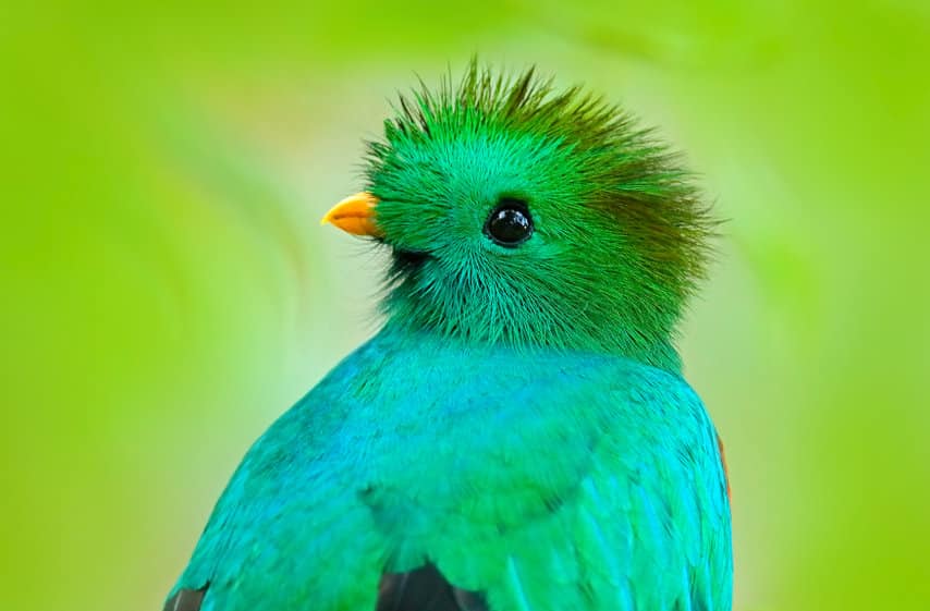 Top 15 des plus beaux oiseaux du monde