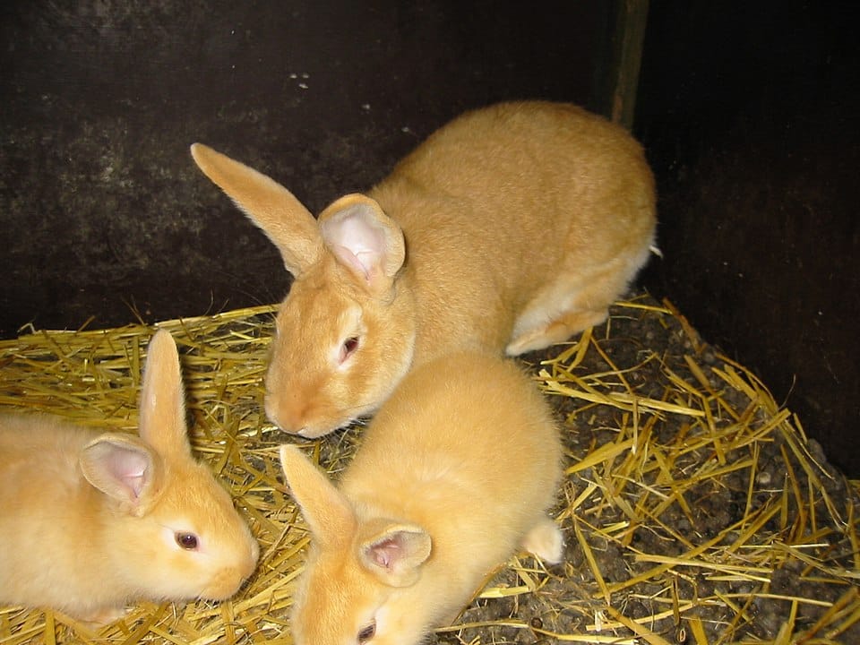 Lapin de Bourgogne que savoir sur cette race