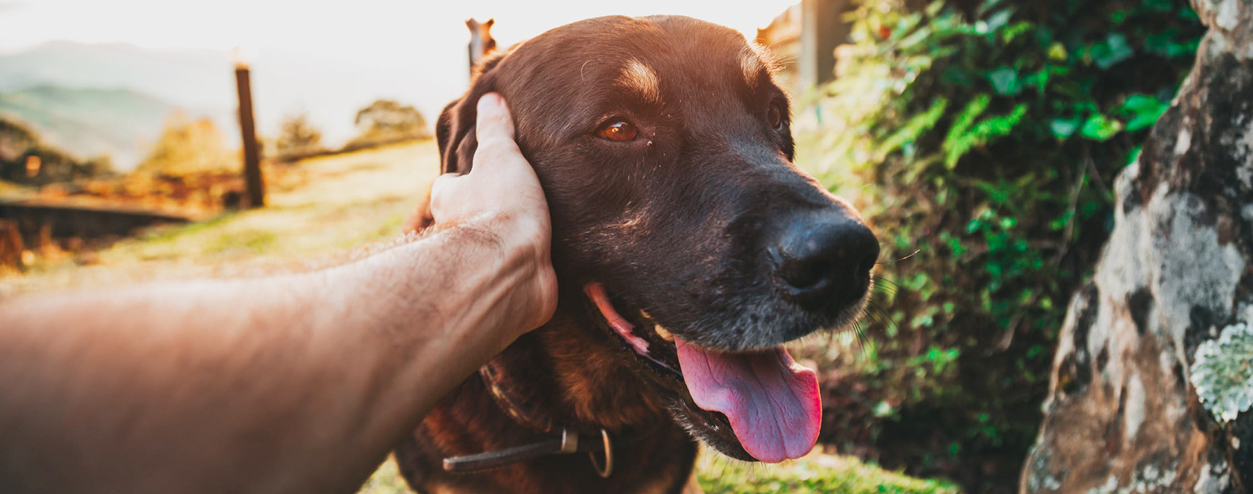 Our Brands Mid America Pet Foods