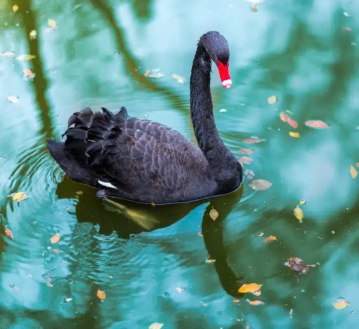 The black swan theory and Silicon Valley Bank