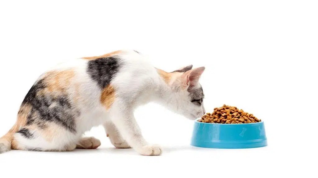 Pet food and accessories Maple Pets International Pvt Ltd