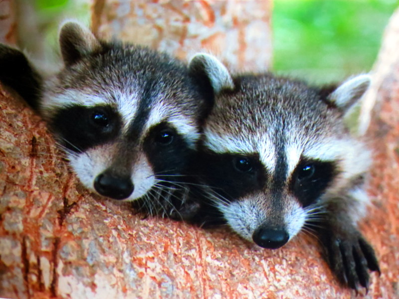 Sunday Snapshot Baby Raccoons Mapping Megan