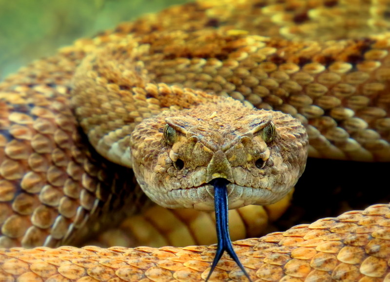 Sunday Snapshot: A Close Encounter With an Arizona Rattlesnake