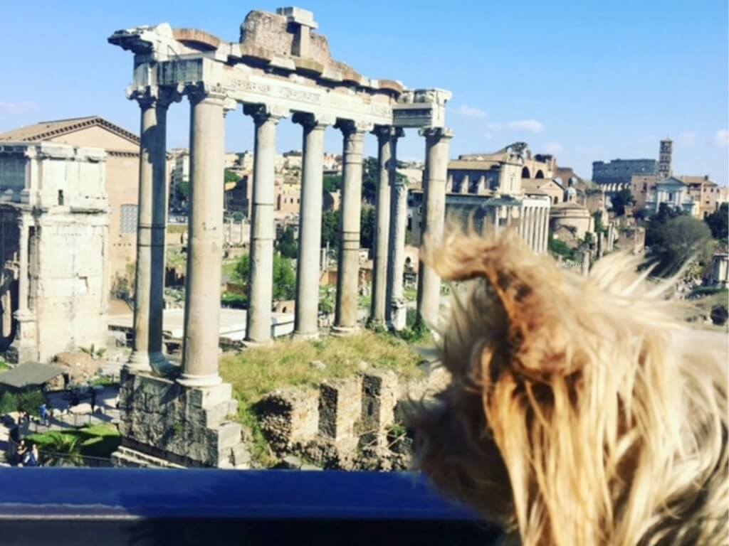 how-to-take-your-dog-to-europe-a-step-by-step-guide-mapping-megan