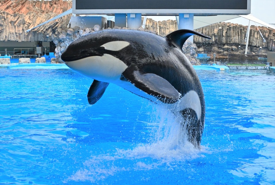 名古屋 港 水族館 年間 パス 128450