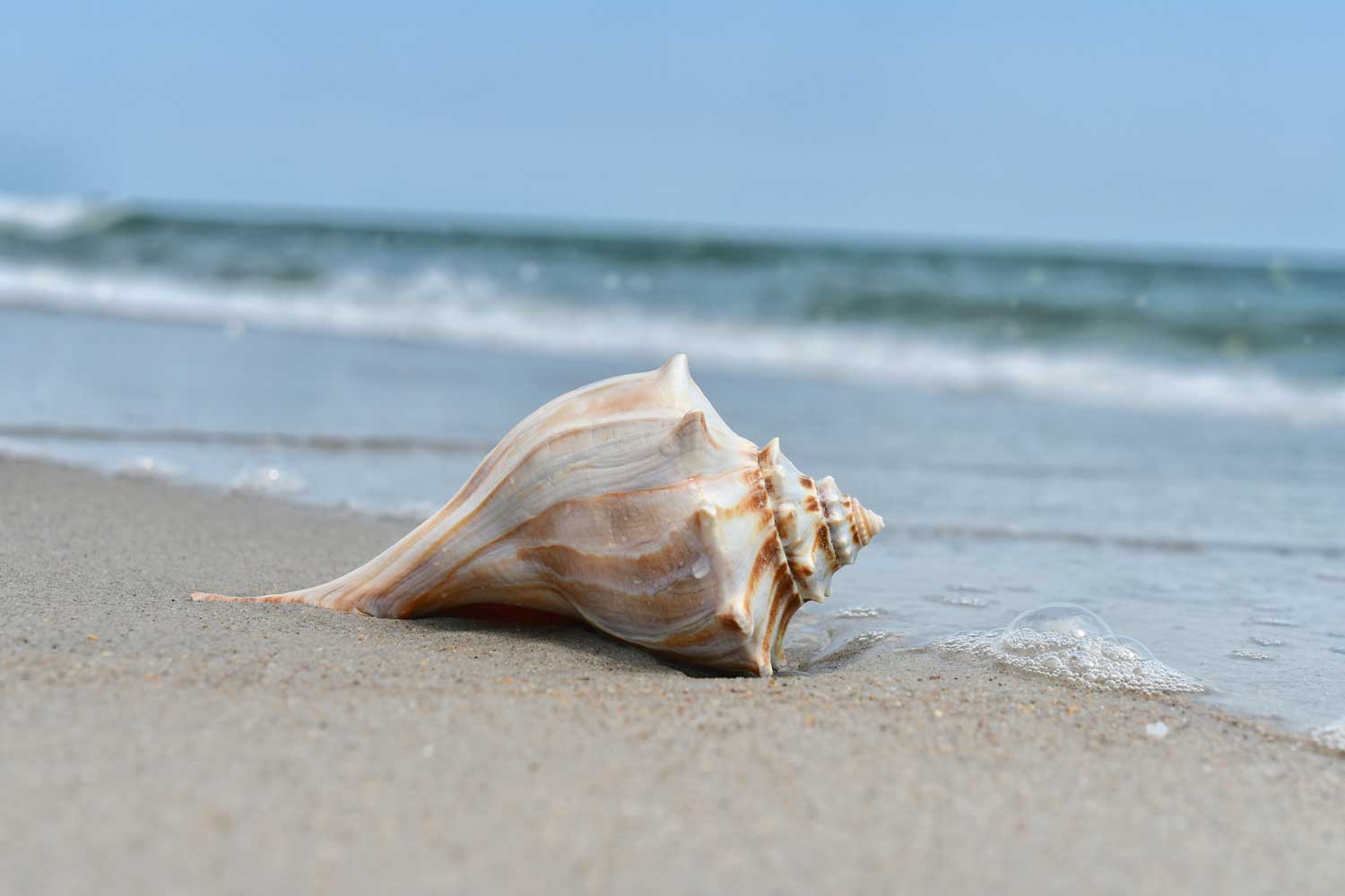 Seashell Symbolism, Shell Meaning, and Everything Else