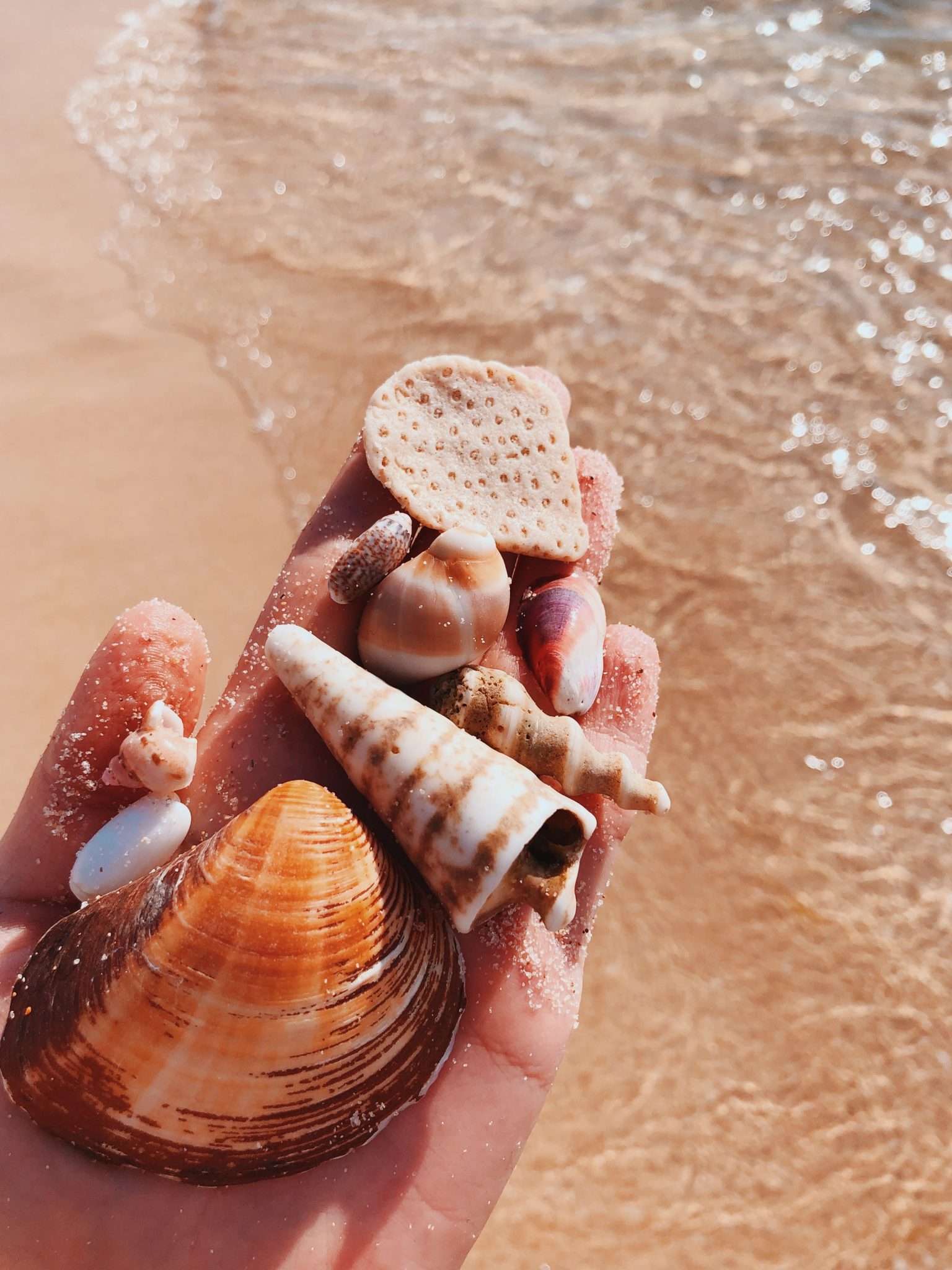 Seashell Symbolism, Shell Meaning, and Everything Else
