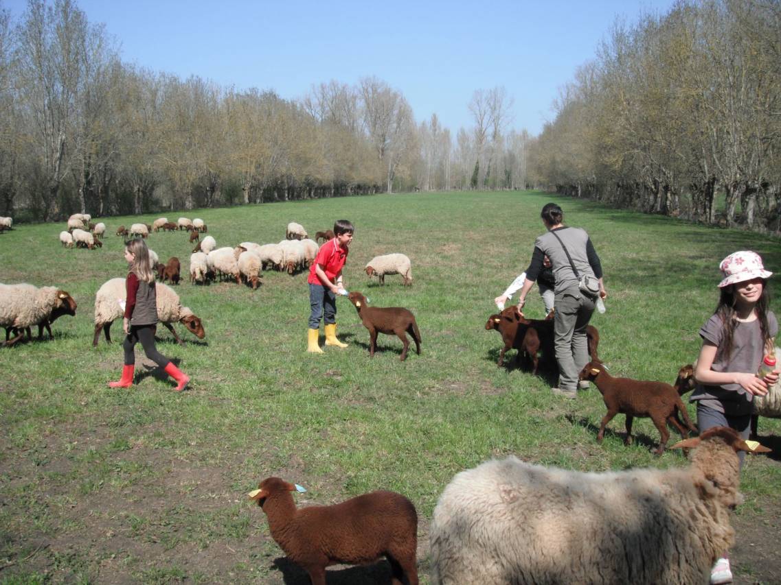 Ferme pédagogique marais poitevin