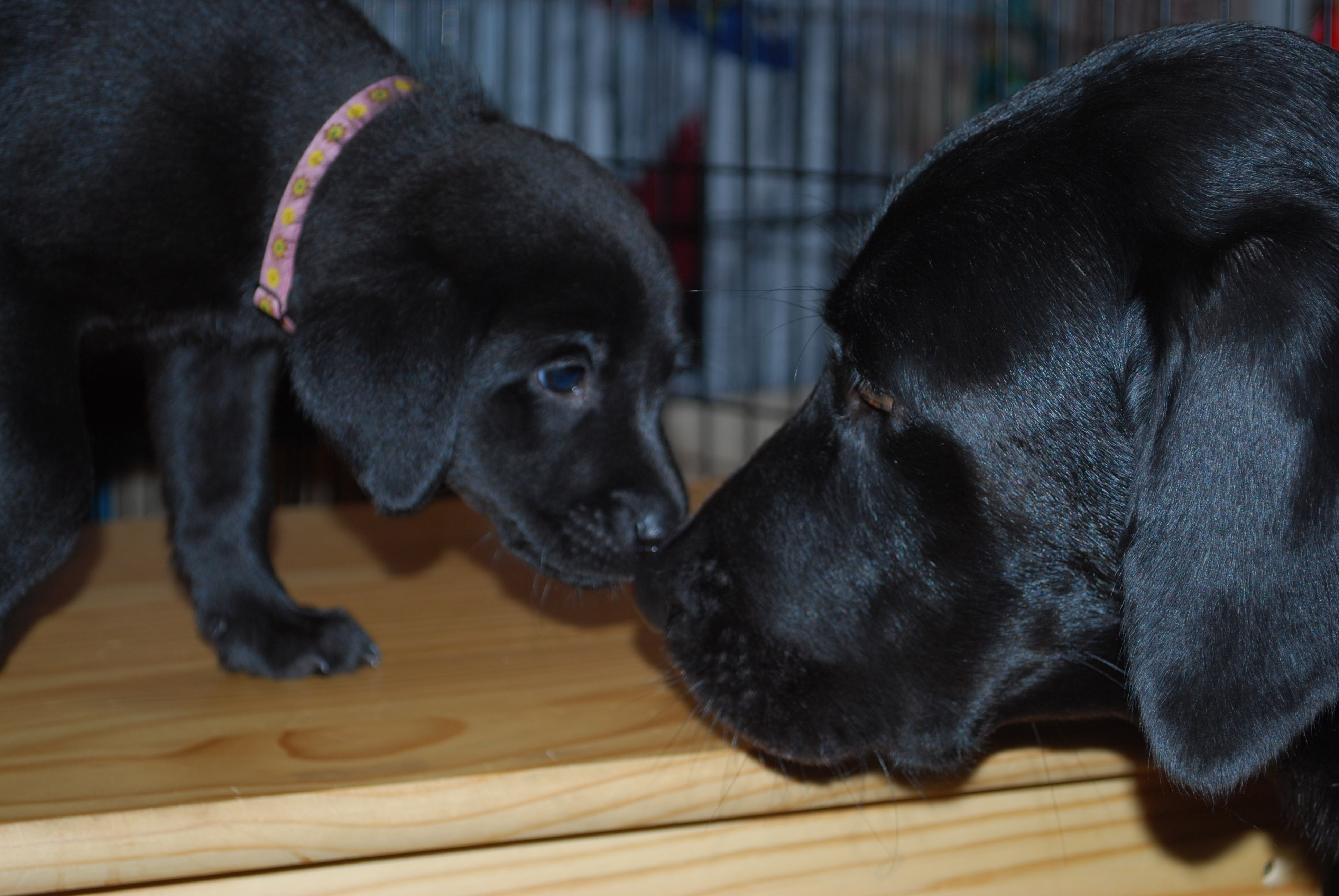 A few thoughts about having a puppy Marchstone Labradors
