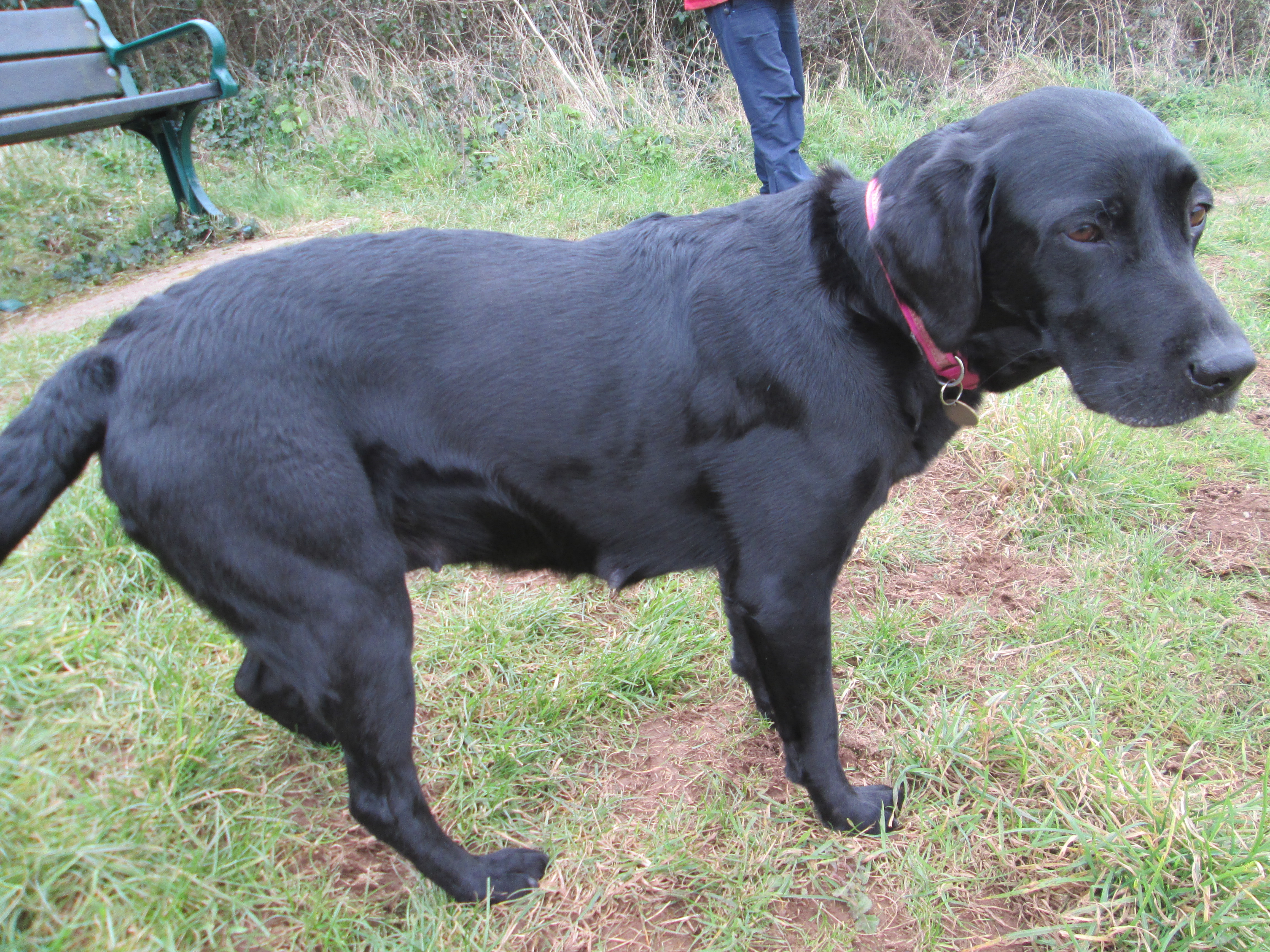 Molly at 7 Weeks and her unborn puppies! Marchstone Labradors