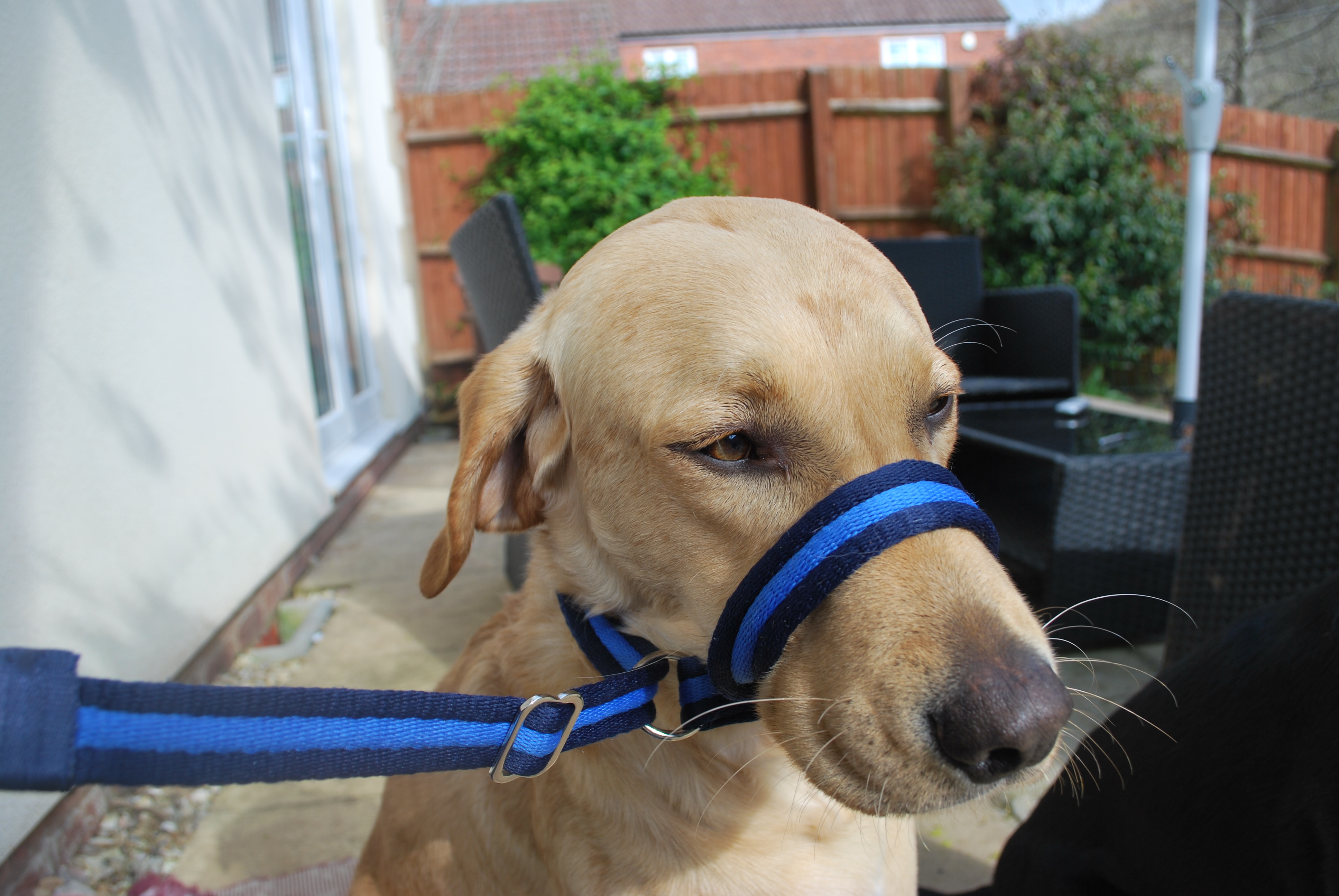 Versatility Lead Marchstone Labradors