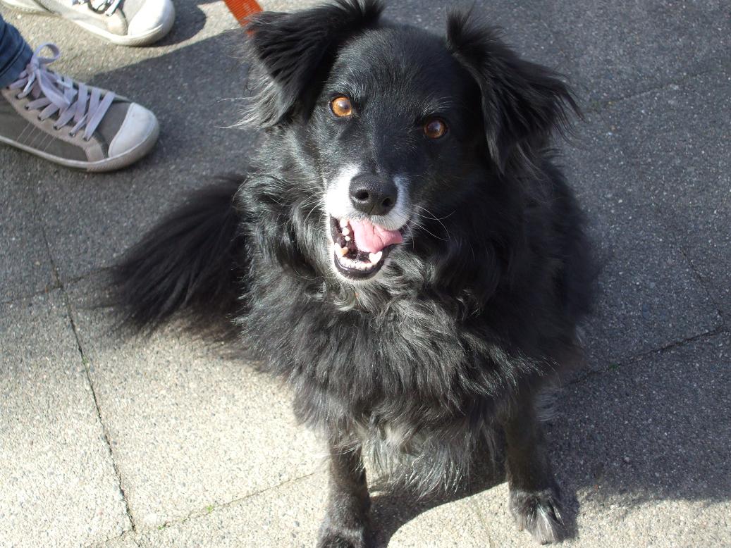 owalo design Hunde Luneburg