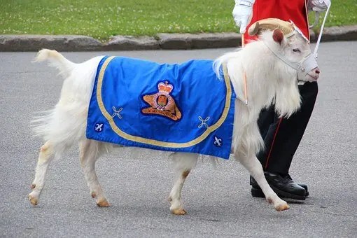 PHOTO 12 perlu menggunakan kambing dan bukan anjing, dalam unit anjing